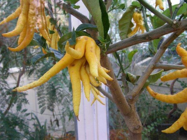 Citrus_medica_10 (600x449, 59Kb)
