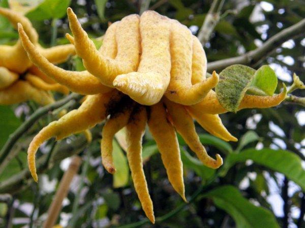 Citrus_medica_12 (600x449, 54Kb)