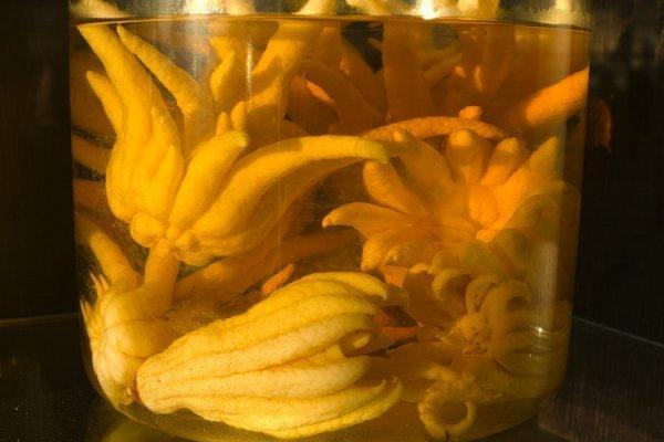 Citrus_medica_13 (600x400, 35Kb)