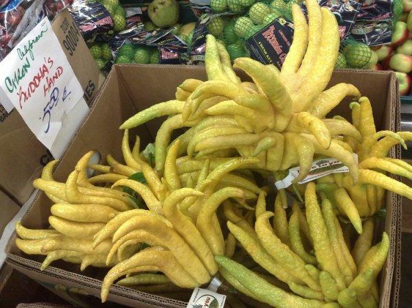 Citrus_medica_15 (600x449, 72Kb)