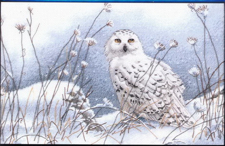 35221 Northwind Owl (462x300, 82Kb)