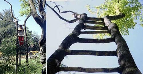 ladder-tree (500x25935Kb)