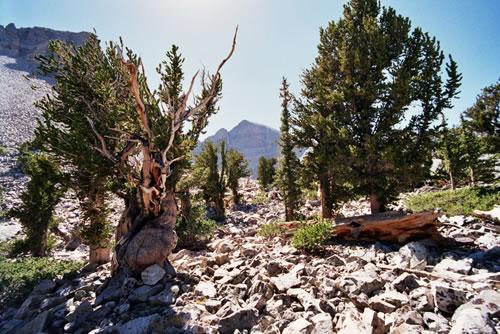 bristlecone-prometheus (500x334, 60Kb)