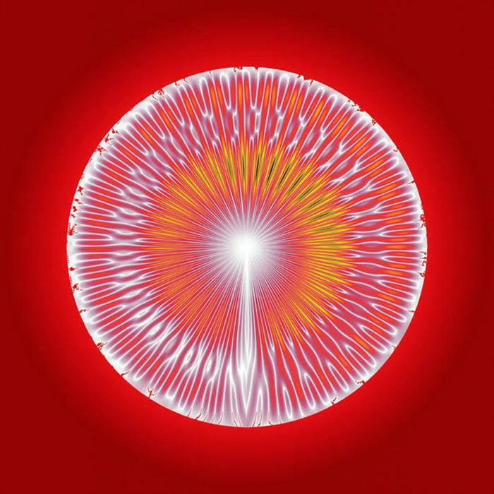 Animal_sound_10 (700x700, 69Kb)