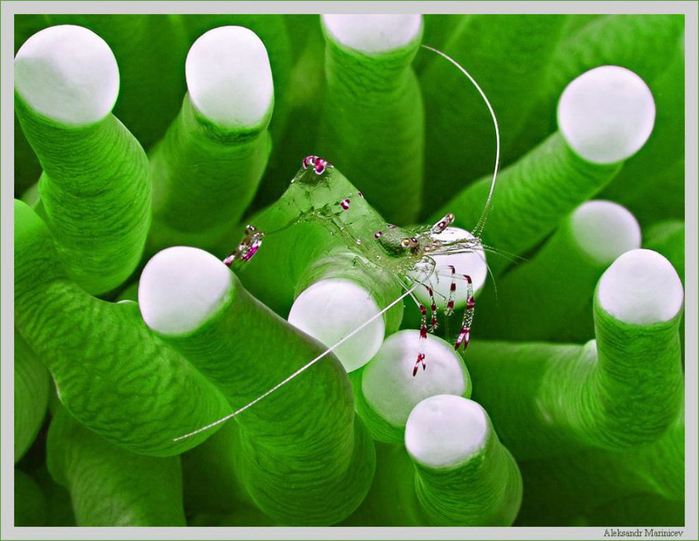 f4406477b01a1d158c578190eaa (700x541, 57Kb)
