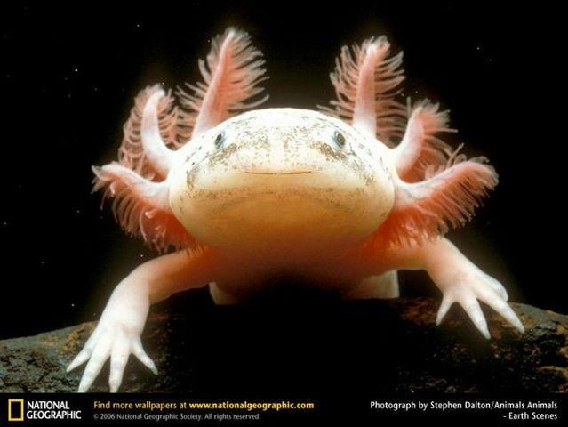 Natur_37 (639x480, 39Kb)