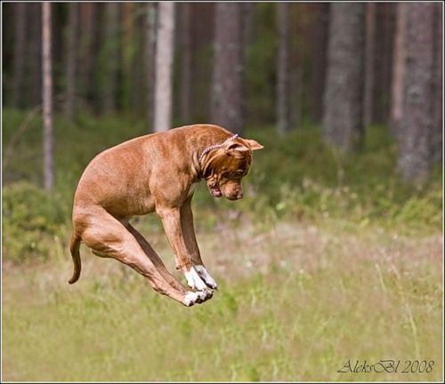 Animal_11 (500x432, 36Kb)