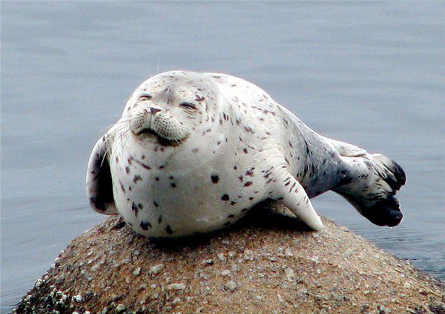 Animal_30 (640x451, 61Kb)
