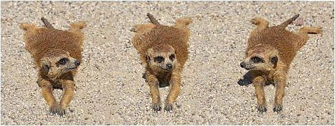 Animal_34 (487x184, 37Kb)