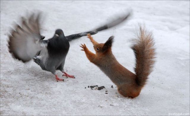 Animal_89 (640x390, 38Kb)