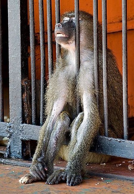 Animal_93 (450x649, 97Kb)