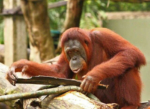 Animal_94 (640x465, 63Kb)