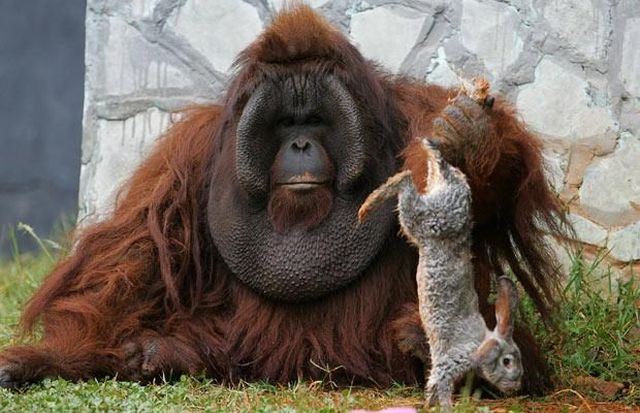Animal_106 (640x413, 63Kb)
