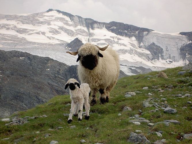 Animal_mother_baby_6 (667x500, 88Kb)