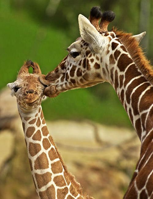 Animal_mother_baby_10 (500x648, 55Kb)