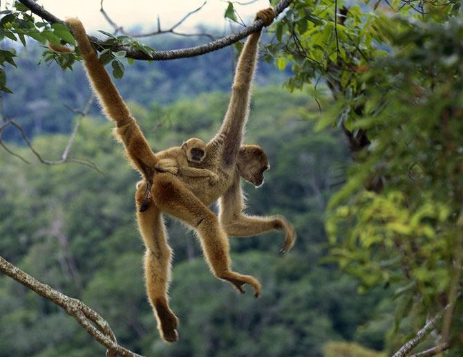 Animal_mother_baby_15 (670x516, 66Kb)