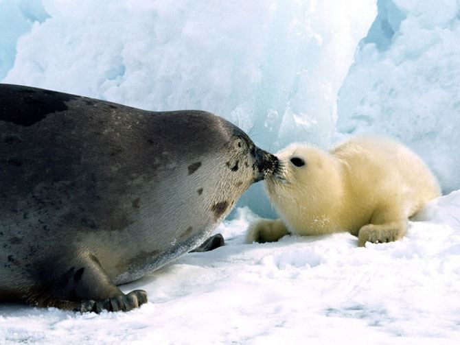 Animal_mother_baby_17 (670x503, 52Kb)