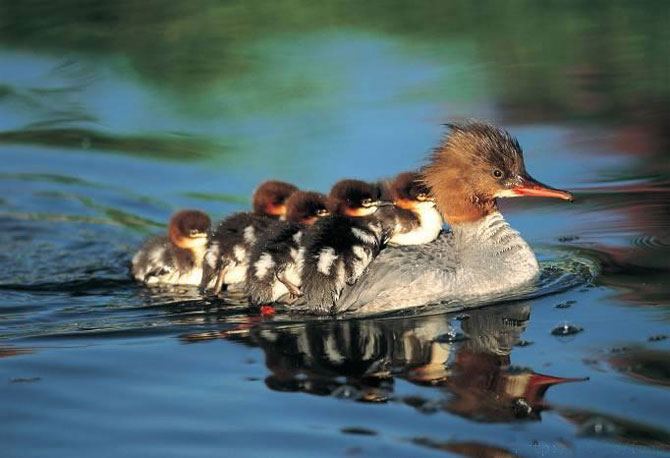 Animal_mother_baby_21 (670x458, 48Kb)
