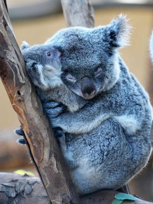 Animals_46 (525x700, 69Kb)
