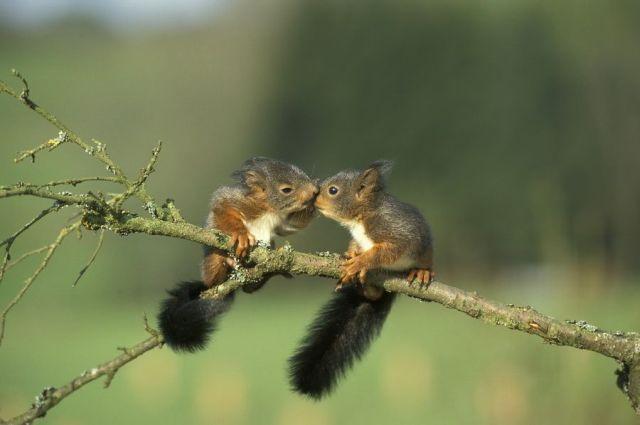 Animals_69 (640x425, 29Kb)