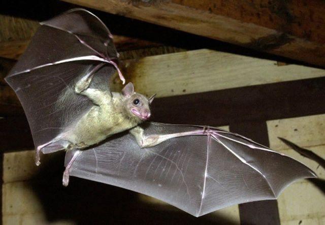 Fun_animals_2 (640x443, 43Kb)