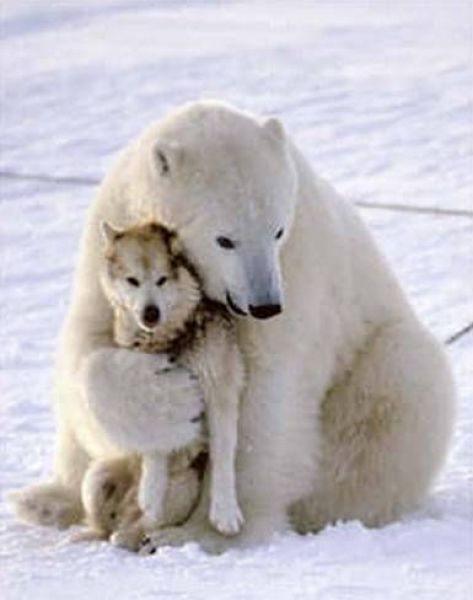 Fun_animals_10 (473x600, 30Kb)