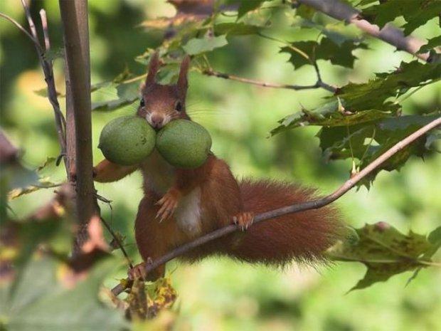 Fun_animals_37 (620x465, 50Kb)