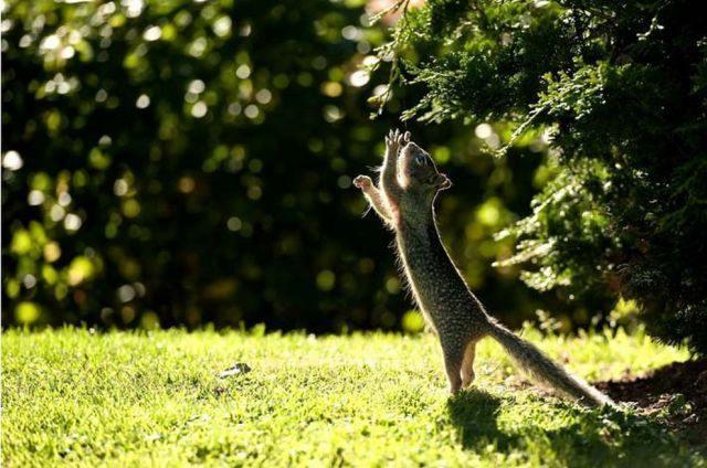 Fun_animals_28 (640x424, 65Kb)