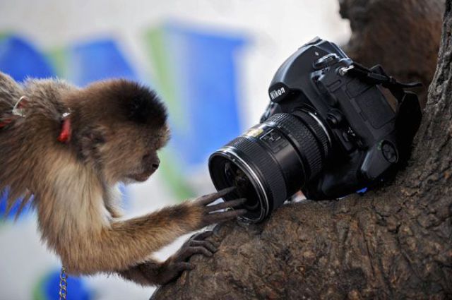 Fun_animals_83 (640x425, 57Kb)