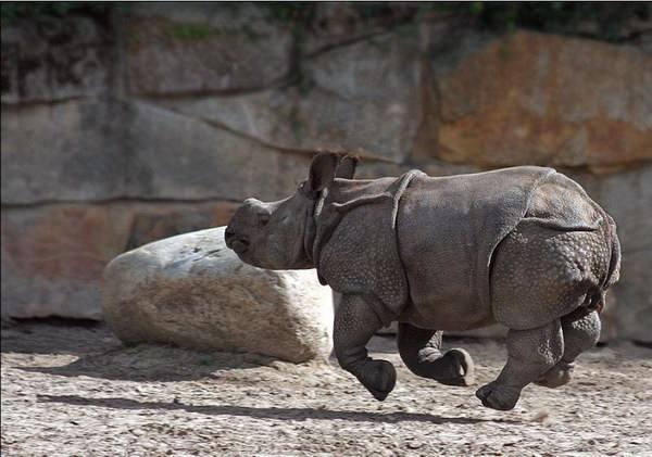 Fun_animals_40 (600x421, 45Kb)