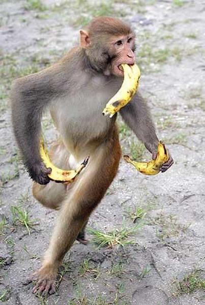 Fun_animals_44 (403x600, 52Kb)