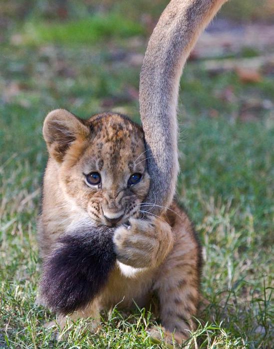 Fun_animals_65 (549x700, 69Kb)