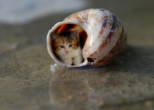 Fun_animals_71 (600x428, 30Kb)