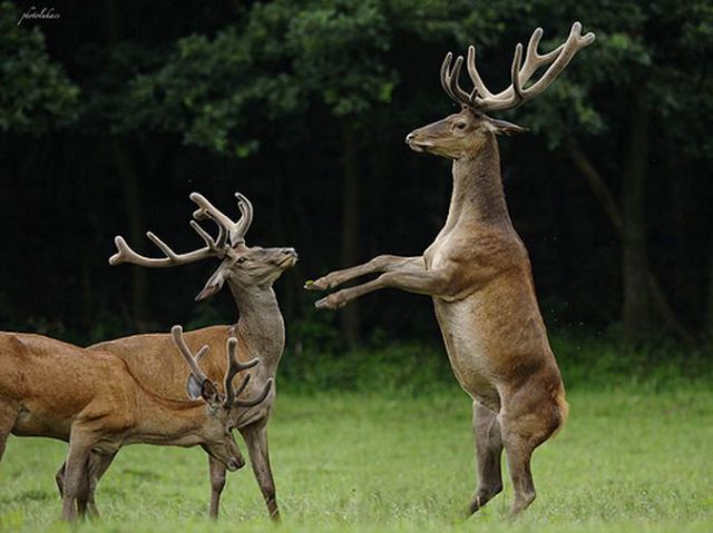 Fun_animals_79 (640x479, 52Kb)