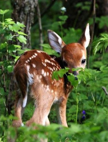 Fun_animals_97 (457x600, 49Kb)