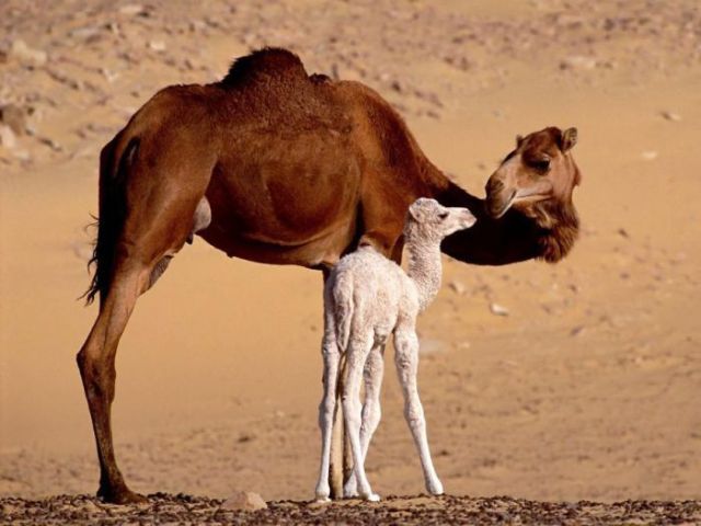 Fun_animals_107 (640x480, 43Kb)