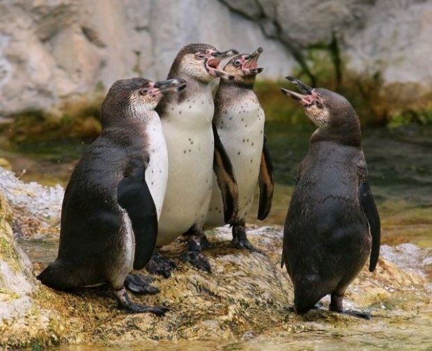 Fun_animals_123 (620x504, 70Kb)