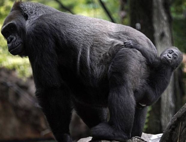 Fun_animals_128 (620x475, 47Kb)