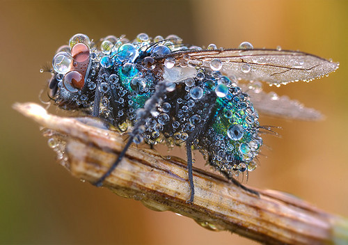 animales,textura,animals,colorful,creative,photography_301c_h (500x352, 68Kb)