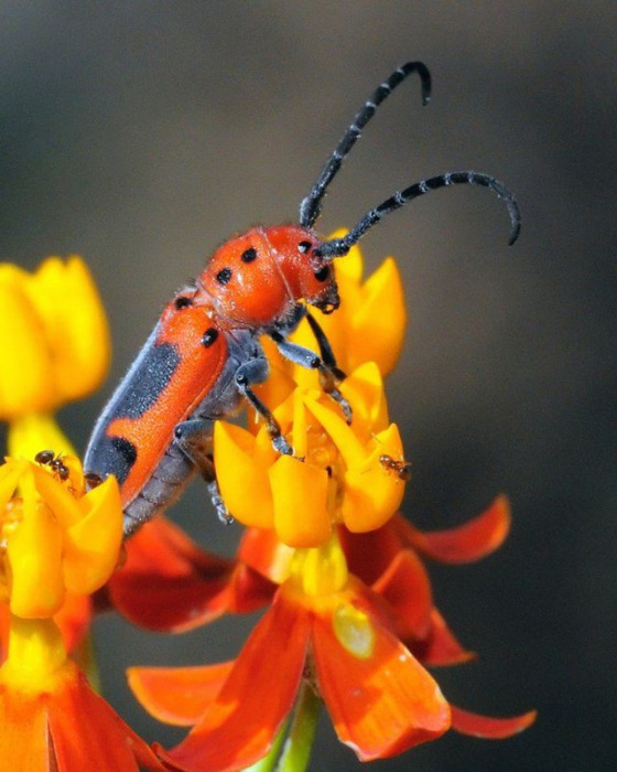Macro_3 (560x700, 114Kb)
