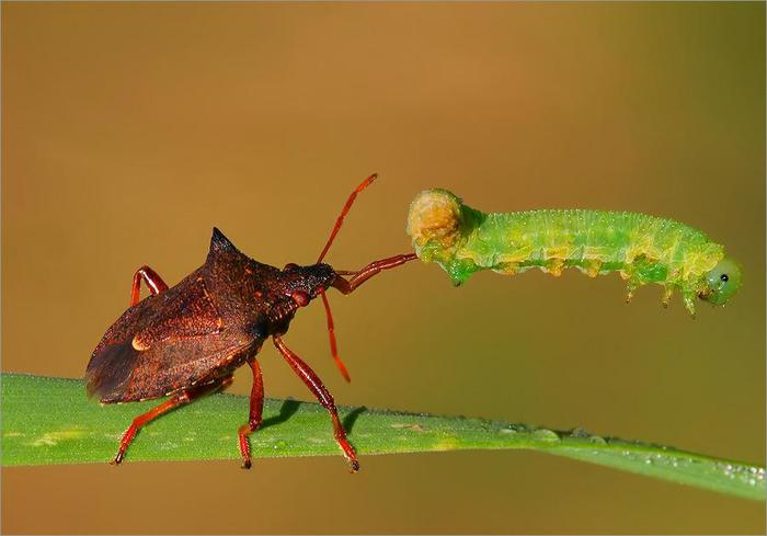 Macro_5 (700x489, 30Kb)