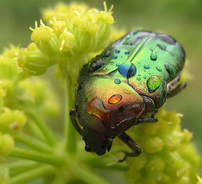 Macro_6 (700x640, 55Kb)
