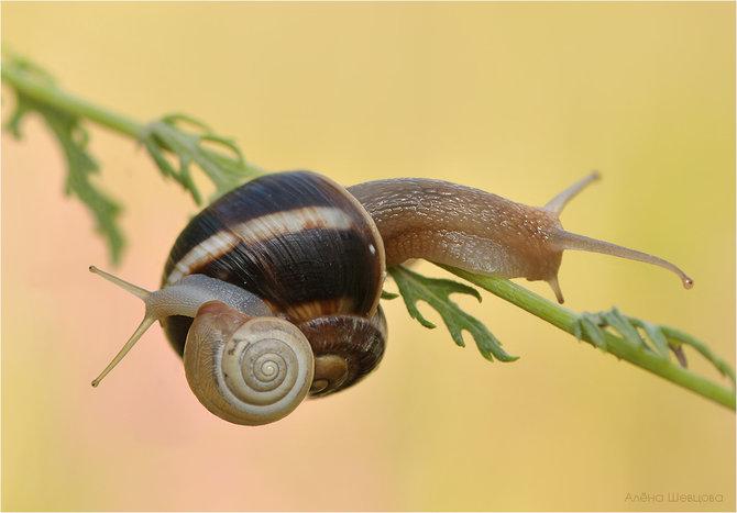 Macro_13.jpg (670x467, 33Kb)
