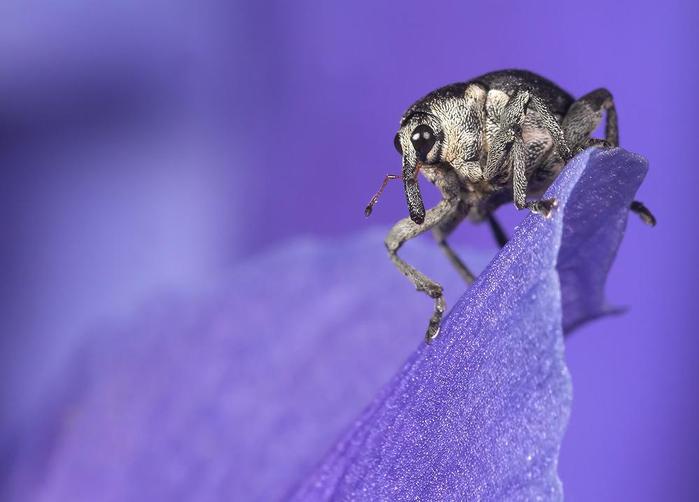 Macro_15.jpg (700x502, 32Kb)