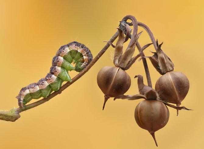Macro_20.jpg (670x490, 38Kb)