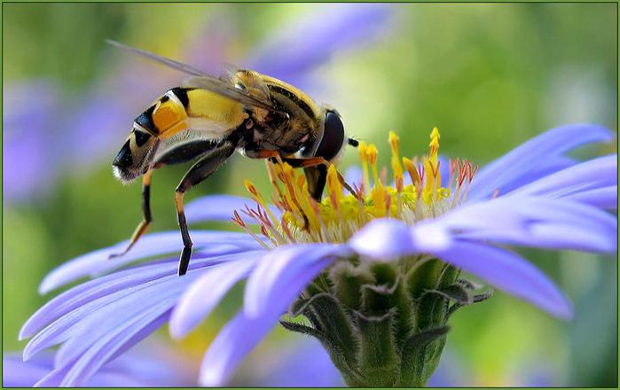 Macro_21.jpg (700x440, 40Kb)