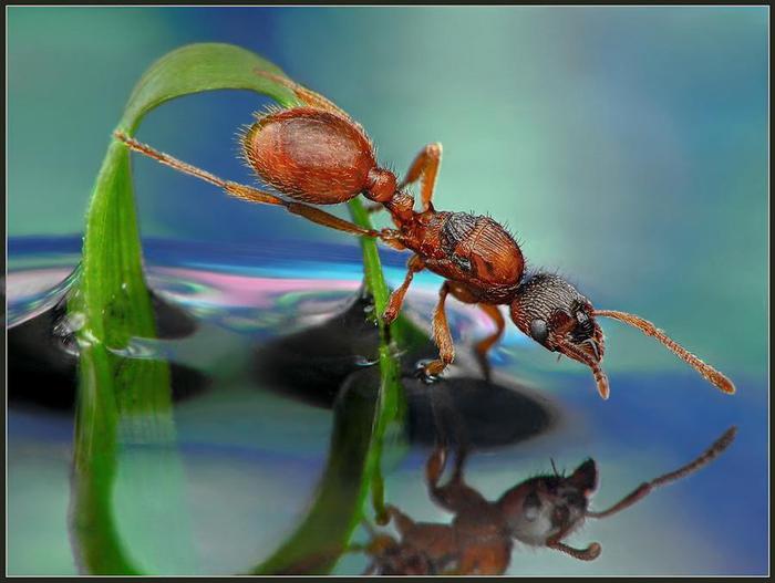 Macro_22.jpg (700x527, 41Kb)
