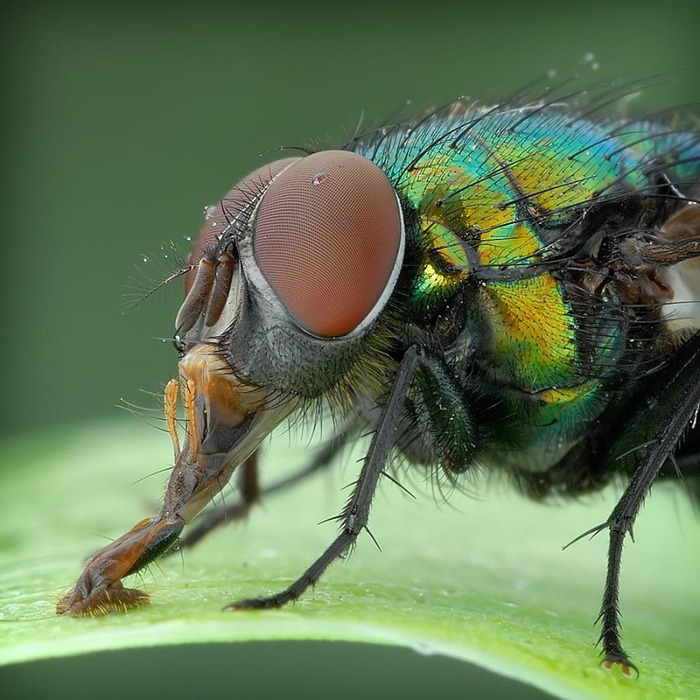 Macro_26.jpg (700x700, 151Kb)