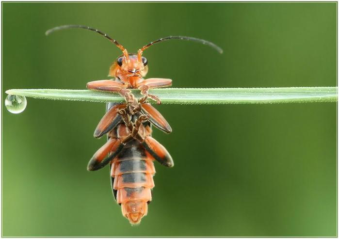 Macro_28.jpg (700x493, 29Kb)