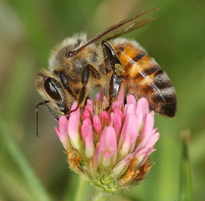 Macro_30 (700x688, 66Kb)